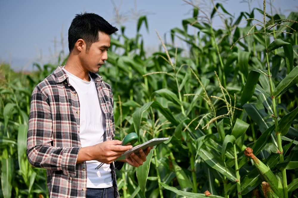 A person stands in a cornfield, holding a tablet for landscape monitoring and looking at the plants under a clear blue sky.